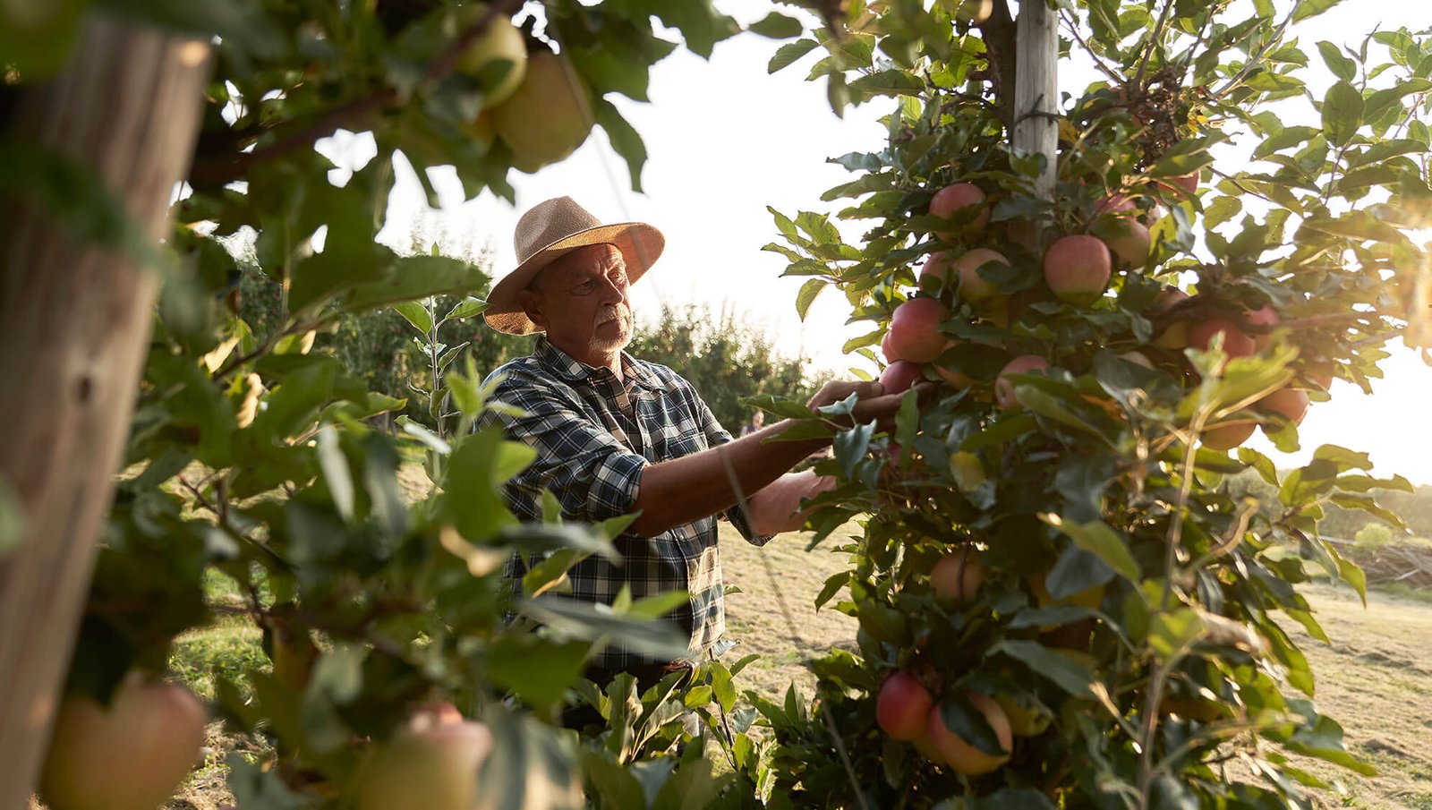 An old man cut the apple on his farm tree.