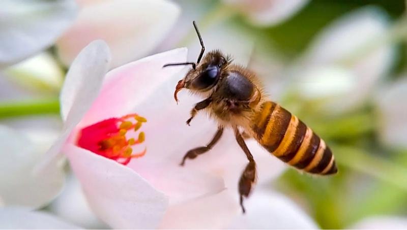 Honeybee pollinating a flower in a Georgia field, representing its vital role in agriculture, biodiversity, and the state’s ecosystem.