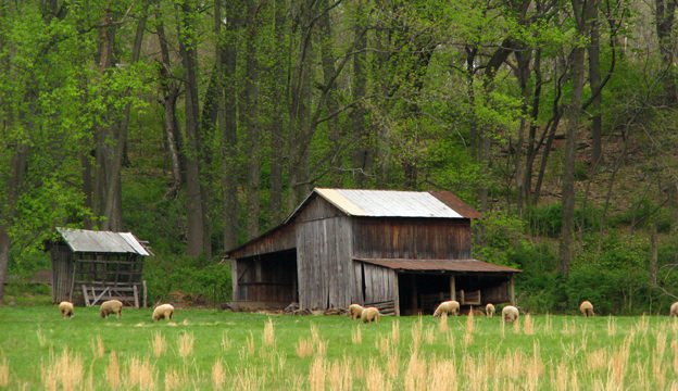 An old wooden house in a forest and sheep grazing peacefully in an open grassy field.