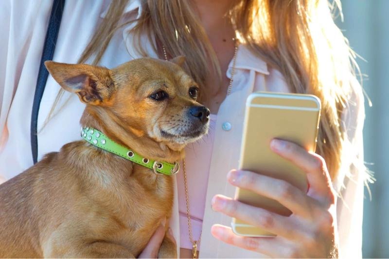 Mobile pet grooming van in South Atlanta with a groomer caring for a happy dog, representing trusted pet care services.