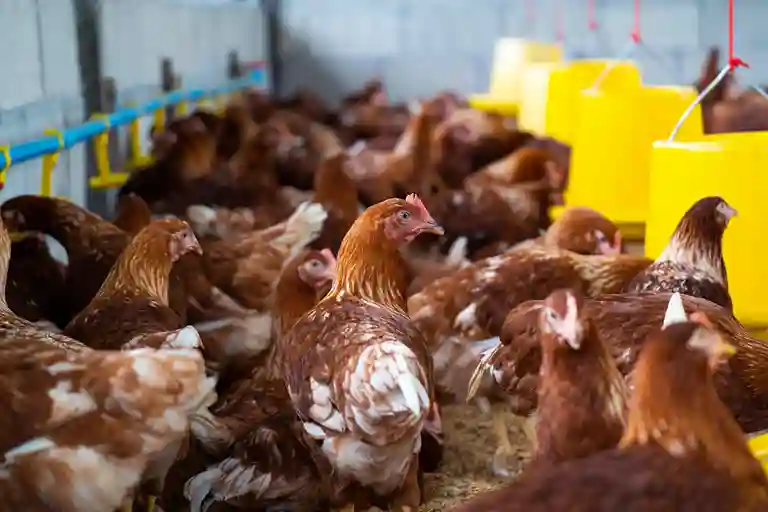 Workers operating in a poultry processing facility in Atlanta, highlighting industry practices, food safety, and worker protection measures.