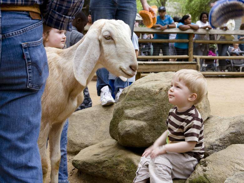 guest's boy petting zoo