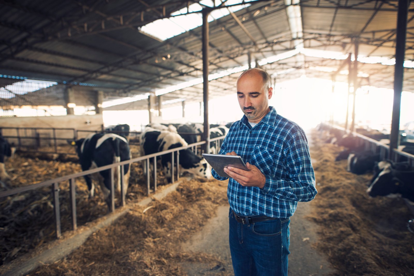Dairy cows and farmers working on a Northwest Georgia farm, showcasing local milk production and the farm-to-table journey.